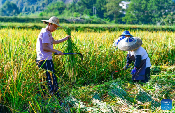 Young Village Worker Helps Villagers Develop Rice Seed Production Industry in SW China