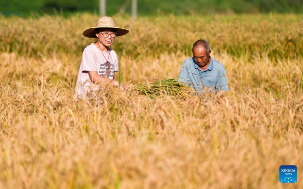 Young Village Worker Helps Villagers Develop Rice Seed Production Industry in SW China