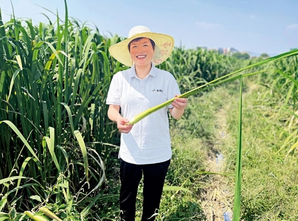 Pursuing Common Prosperity by Growing Jiaobai