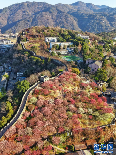 Plum Blossoms Add Color to East China's City