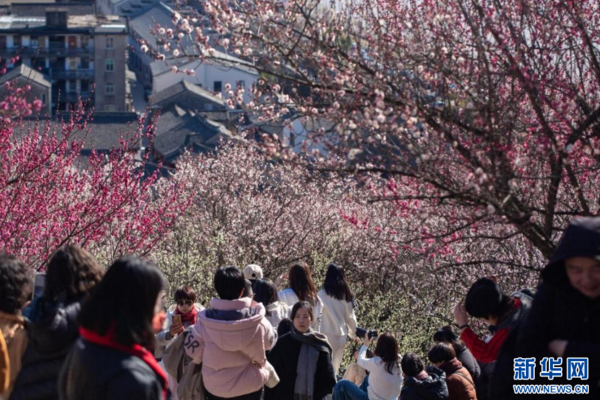 Plum Blossoms Add Color to East China's City