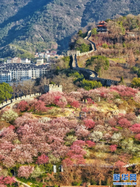 Plum Blossoms Add Color to East China's City