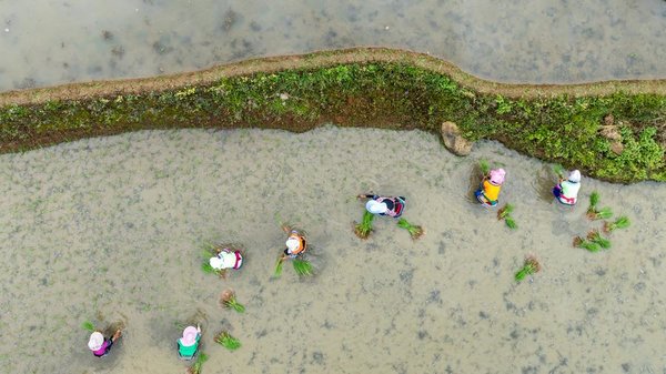 1,300-Year-Old Agricultural Ecosystem Shines in SW China's Yunnan