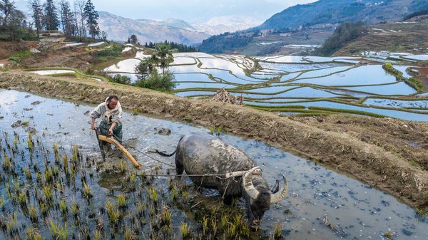 1,300-Year-Old Agricultural Ecosystem Shines in SW China's Yunnan